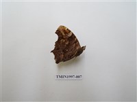 藏品(琉璃蛺蝶)的圖片